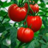 Pomidor2