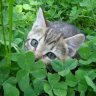 Maksim_Mackevich