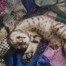 Kirill_Kurs