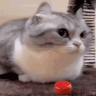 Nemo_Kermi