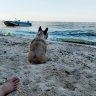 Yarroslav_Shelby