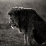 Lion_Flamingo