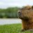 capybara228