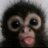 Timoha_Rizzuto