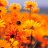 Shamil_Ingulov