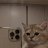 Andrey_Grehov