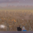 Artyom_Antipin
