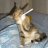 Andrea_Romanov