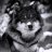 Dominic_Prite