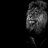 Artur_Starkov