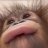 Adam_Gutti