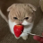 Anastis_Kor