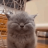 Denis_Malinowsky