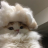 Andrew_Black