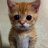 Dmitry_Shmelev
