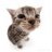 Timoha_Eloquenso