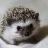 Ahmed_Shakirov