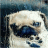 Emily_Legacy
