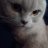 Frenk_Mudy