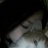 Linchik_Boyle