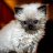 Danil_Expendr