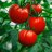 Pomidor2