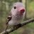 Timofey_Lemeng