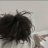 Dante_Niws