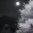 Hasbulla_Anderson
