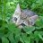 Maksim_Mackevich