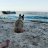 Yarroslav_Shelby