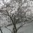 Astralez_1