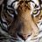 Andrey_Lisitsyn