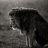 Lion_Flamingo