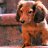 Anton_Yuriev