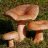 Maksim_Forest