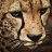 Sebastian_Frolov