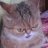 Tomer_Gaidns
