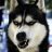 Misha_Murka