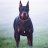 Alex_Harris